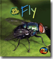 FLY