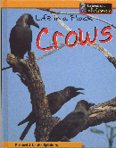 LIFE IN A FLOCK CROWS