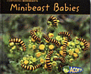 MINIBEAST BABIES