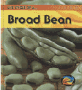 BROAD BEAN