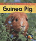 GUINEA PIG
