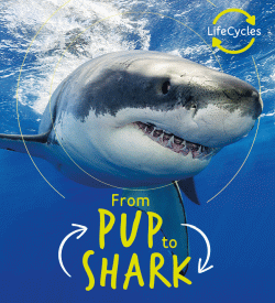 FROM PUP TO SHARK
