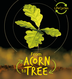 FROM ACORN TO TREE