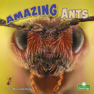AMAZING ANTS