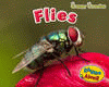 FLIES