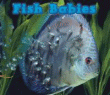 FISH BABIES