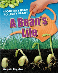 BEAN'S LIFE: FROM TINY BEAN TO LEAFY PLANT