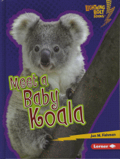 MEET A BABY KOALA