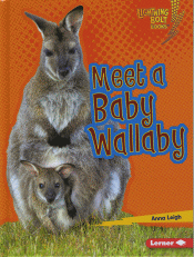 MEET A BABY WALLABY