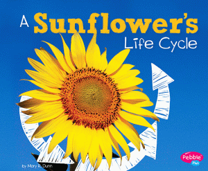 SUNFLOWER'S LIFE CYCLE, A