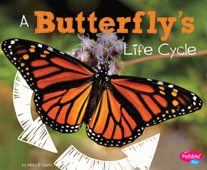 BUTTERFLY'S LIFE CYCLE, A