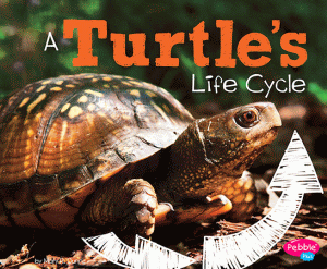TURTLE'S LIFE CYCLE, A