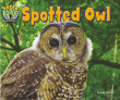 SPOTTED OWL