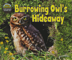BURROWING OWL'S HIDEAWAY