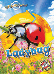 LADYBUG