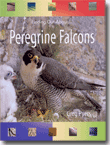 PEREGRINE FALCONS