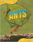 ANTS