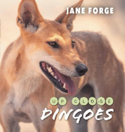 DINGOES UP CLOSE