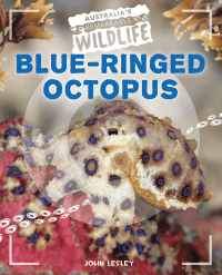 BLUE-RINGED OCTOPUS