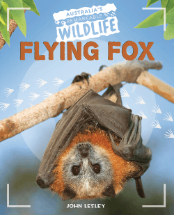 FLYING FOX