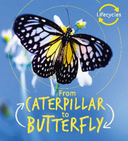FROM CATERPILLAR TO BUTTERFLY