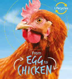 EGG TO CHICKEN