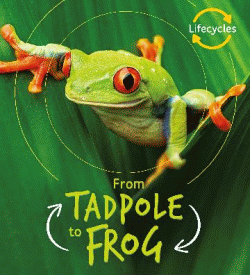 TADPOLE TO FROG