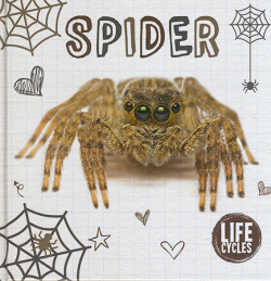 SPIDER