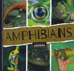 AMPHIBIANS