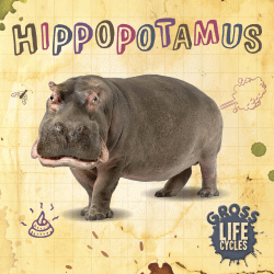 HIPPOPOTAMUS