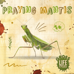 PRAYING MANTIS