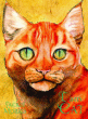I AM CAT