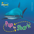 PUP TO SHARK