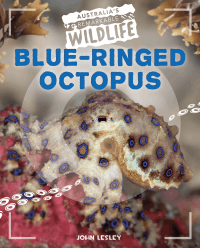 BLUE-RINGED OCTOPUS