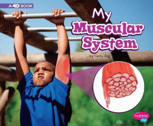 MY MUSCULAR SYSTEM
